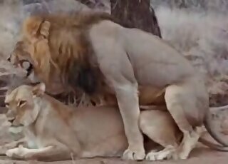 Milf animal sex