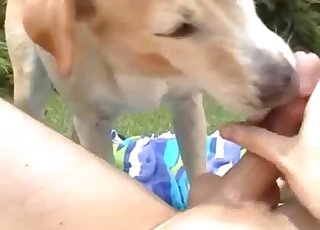 Cute dog licks my loaded hard boner