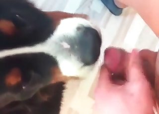 Gorgeous dog licks my loaded sausage