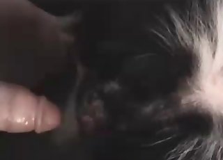 Ass-fucking for a horny animal