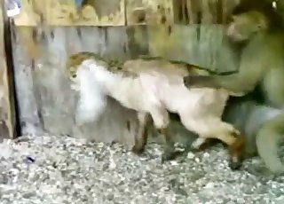 That monkey is a fucking rapist