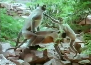 Stunning small monkeys have amazing outdoor sex