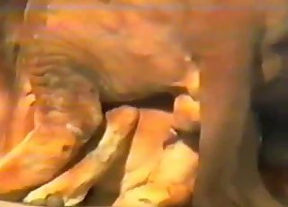 Big lion fucked his sexy girlfriend