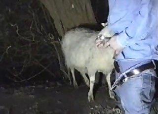 Amazing sheep in perfect farm animal porn XXX