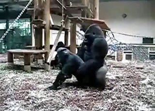 Brutal black gorillas fuck in the zoo