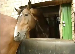 Horses being extremely sexy on cam
