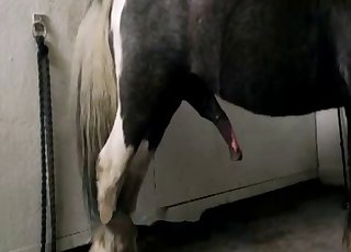 Hot zoophile gets banged hard from behind