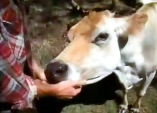 Sexy cow all up for mischievous fun