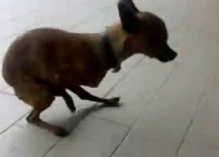 Tiny dog is a compulsive masturbator