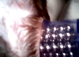 Sticking a huge dildo in a tight dog anus
